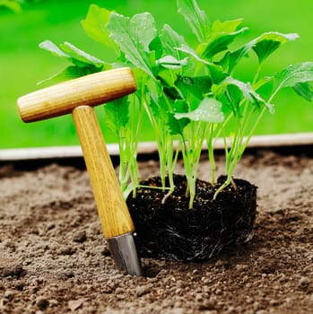 turnip cabbage and a Dibber in a garden patch.
