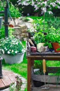 Planting Table with assorted herbs and some other flowers in the background