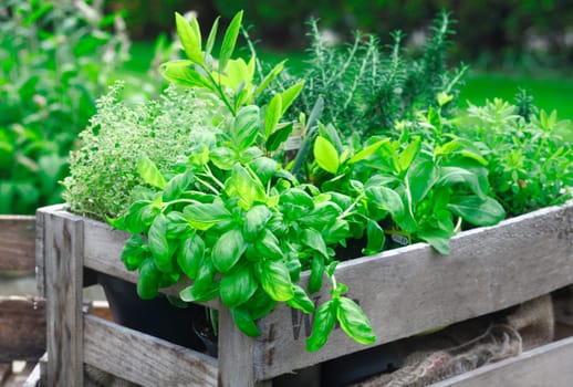 Fresh basil growing in a crate amongst a variety of other organic herbs for use as an ingredient in home cooking