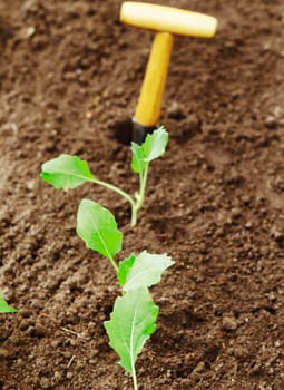 Row of newly transplanted seedlings in freshly turned and raked earth in the garden