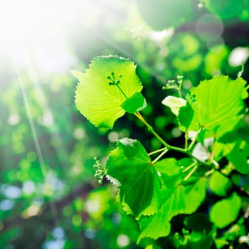 The rays of the sun stream down on the succulent young green leaves and growth on a tree in springtime