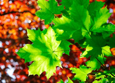 Green maple leaves in sunshine with a backdrop of orange autumn foliage
