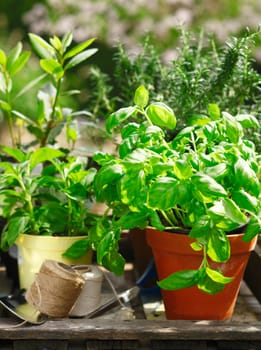 Fresh organic herbs growing in flowerpots outdoors in the sunshine with a basil plant in the foreground
