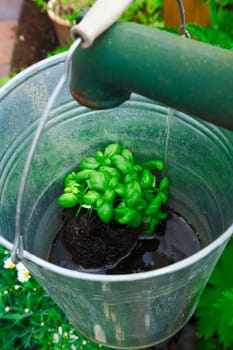 Basil growing in a flowerpot in an ornamental galvanised steel bucket hanging from an old water pump