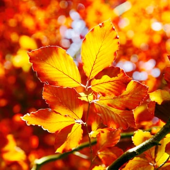 Vivid orange autumn leaves of the beech tree backlit by the sunlight in fall