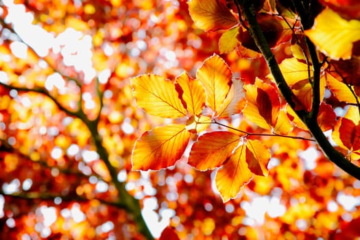 Beech tree in the fall or autumn with vivid orange leaves indicating the changing of the seasons
