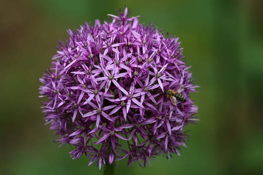 Allium Flower