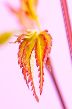 Japanese maple in spring