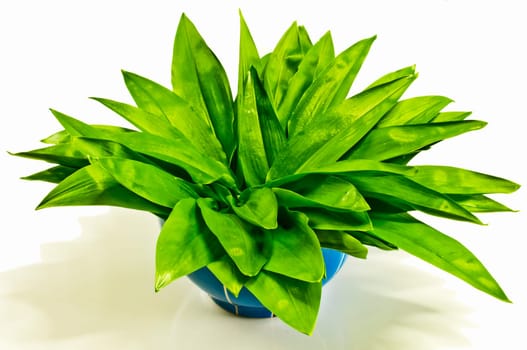 Ramsons