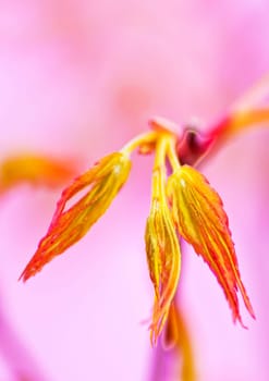 Japanese maple in spring