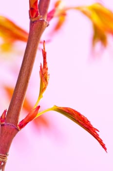Japanese maple in spring