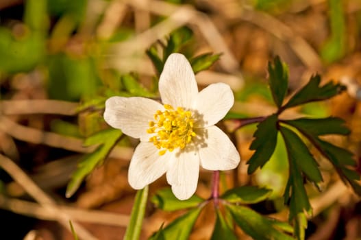 Bush anemone,Anemone nemorosa