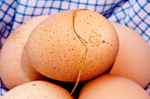 Egg from organic farming