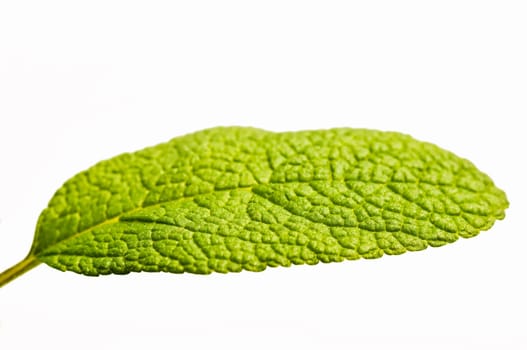 Sage