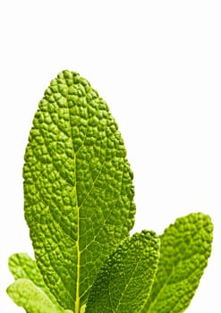 Sage