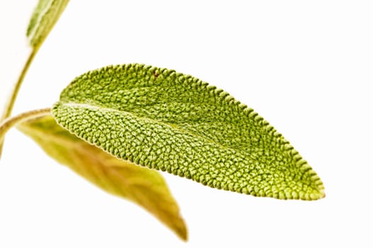 Sage