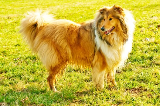 Collie