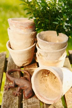 Old decorative terracotta Plant Pots on a vintage wooden background with a lizard