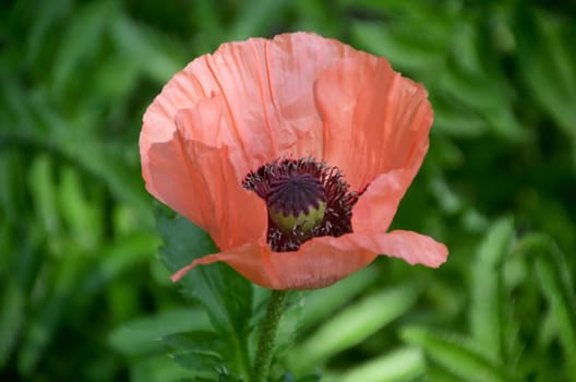 Delicate Poppy