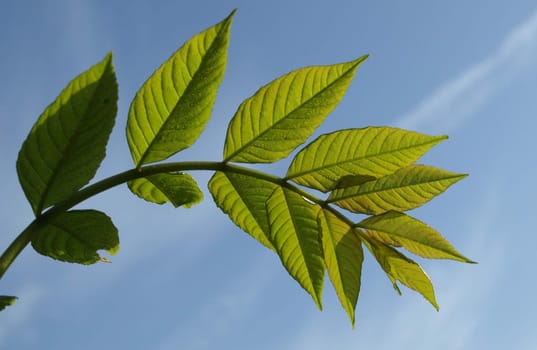Sheet of Leaves