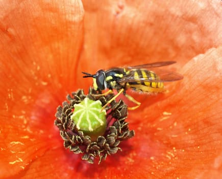 Hoverfly