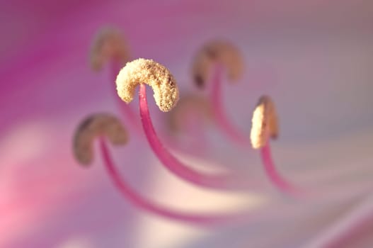 Beautiful detail of a pink flower