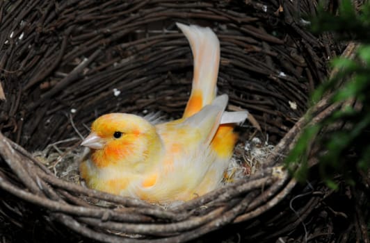 Canary breeds