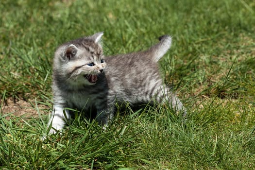 Little Tiger