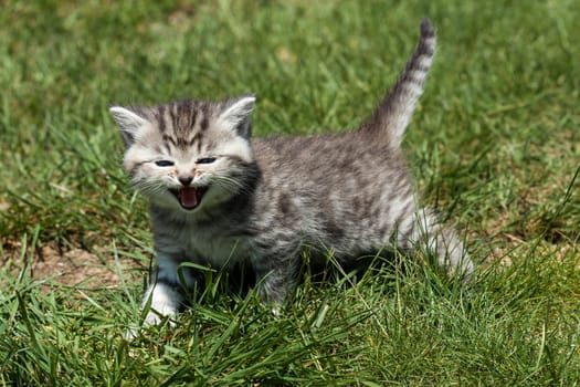 Little Tiger