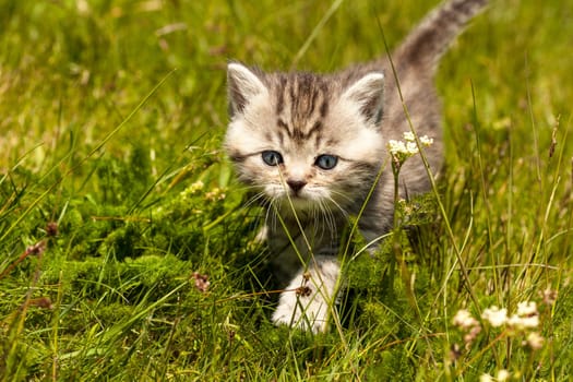 Little Tiger