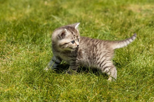 Little Tiger