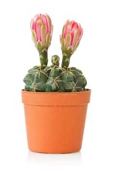 pot with blooming cactus  over a white background