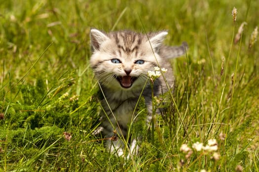 Little Tiger