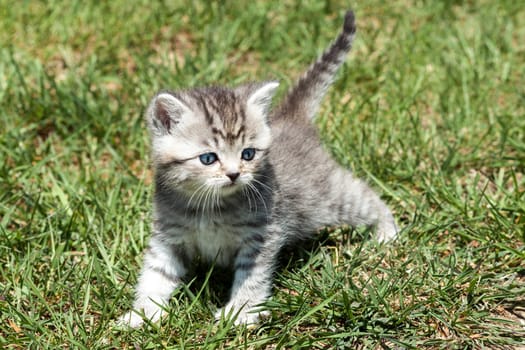 Little Tiger