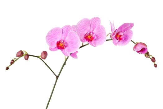 Pink orchid isolated on a white background