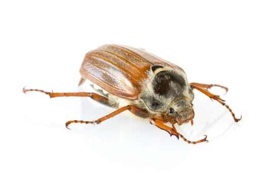 cockchafer, also called may bug or spring beetle