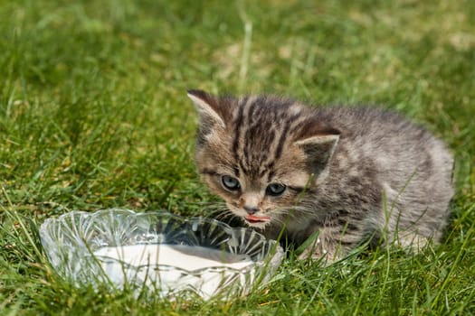 Little Tiger