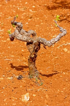 Grapevines planted in red soil on Mediterranean coast at the beginning of the vegetation, in the spring