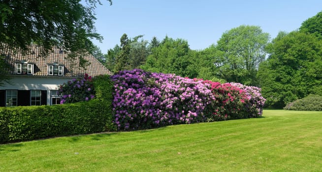 blooming rhododendrons surrounding a house in a park