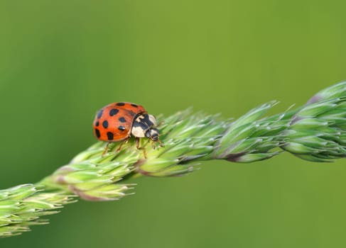 Ladybird