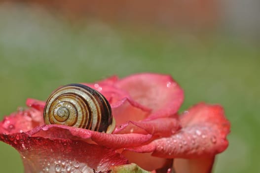 rose and snail