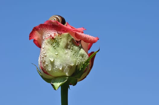 Rose and Snail