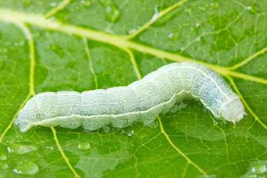 caterpillar crawling  on a green wet leaf