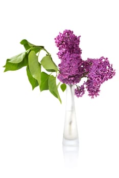 bouquet of wet lilac in a glass vase on white background