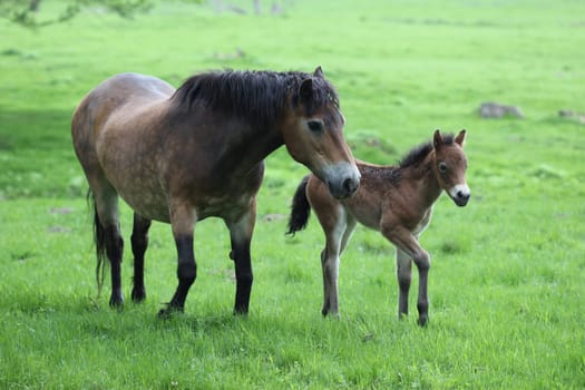 Exmoor pony mare with newborn foal