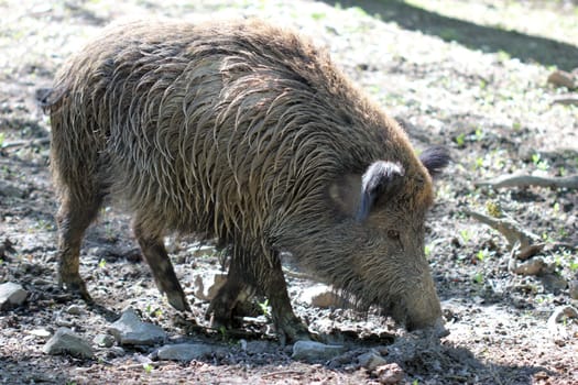 Wild boar at Sababurg Zoo