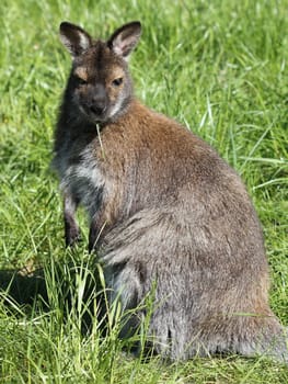 Bennett kangaroo at Sababurg Zoo