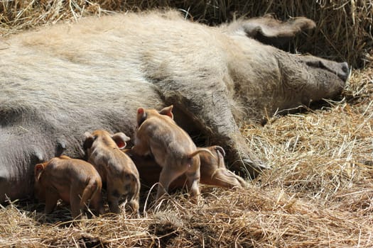 Woolly pig with newborn piglets