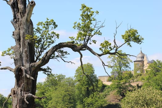 Ancient oak at the foot of the Sababurg