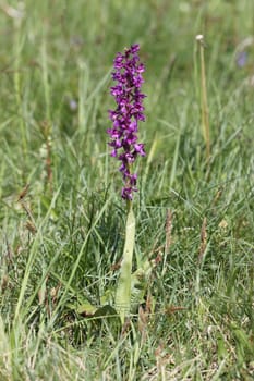 Stately orchid
